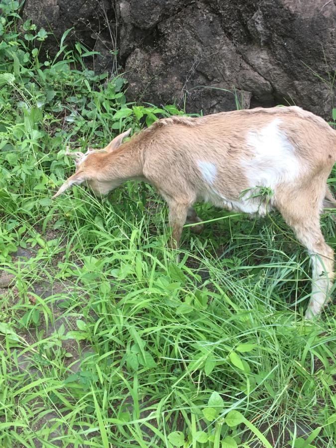 Pousada Rural Simpatia Caculi Kültér fotó